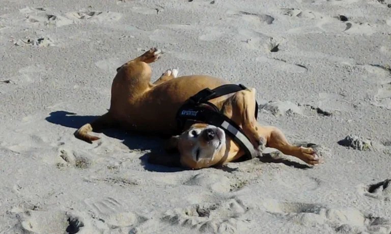 Tierarztpraxis Schlupp Dr.med.vet.