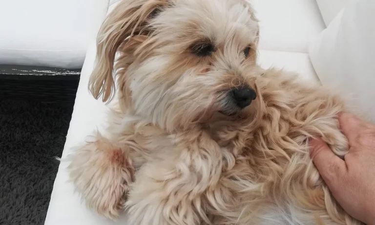 Tierarztpraxis Schlupp Dr.med.vet.