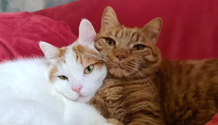 Tierarztpraxis Schlupp Dr.med.vet.