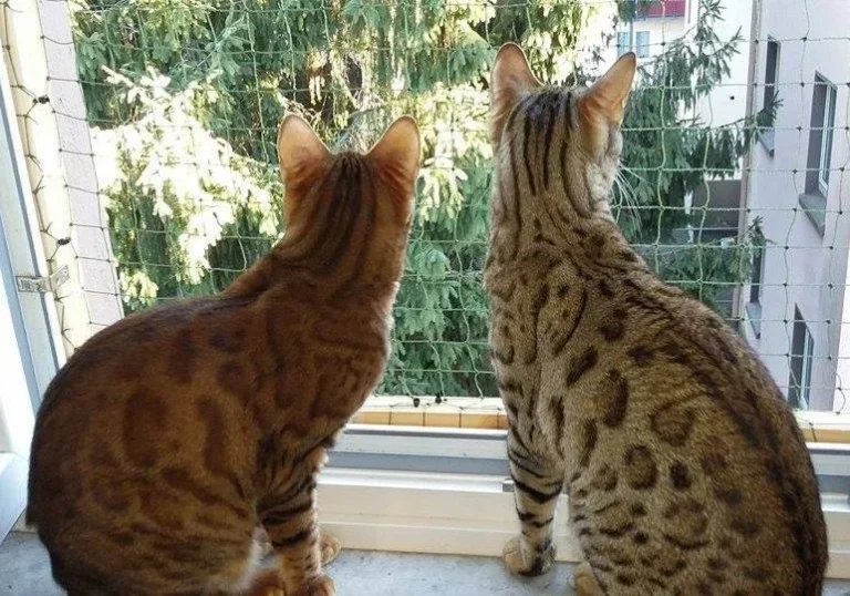 Tierarztpraxis Schlupp Dr.med.vet.