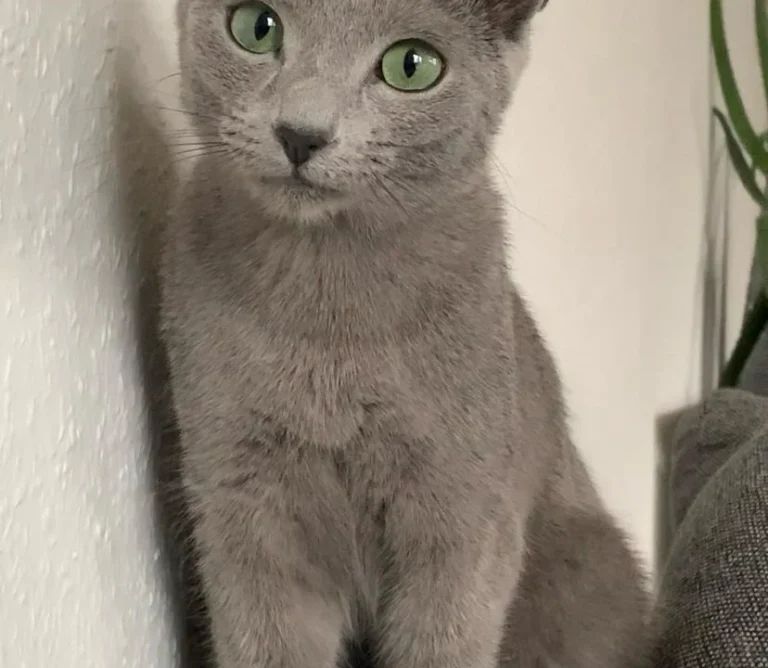 Tierarztpraxis Schlupp Dr.med.vet.