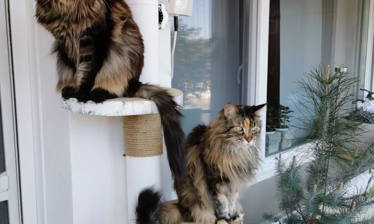 Tierarztpraxis Schlupp Dr.med.vet.