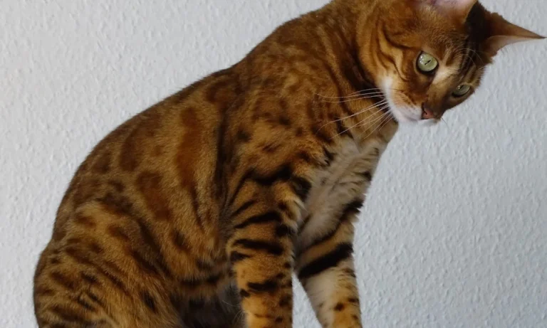 Tierarztpraxis Schlupp Dr.med.vet.