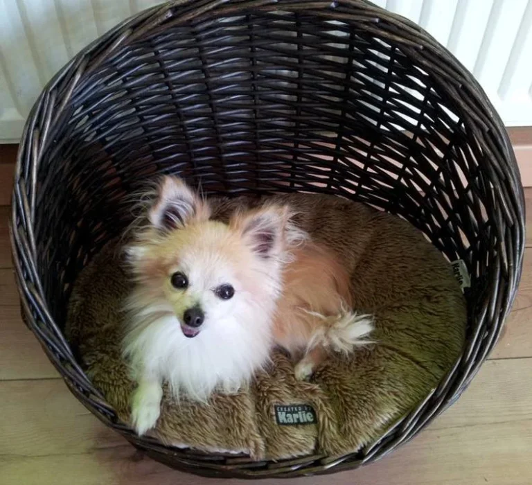 Tierarztpraxis Schlupp Dr.med.vet.