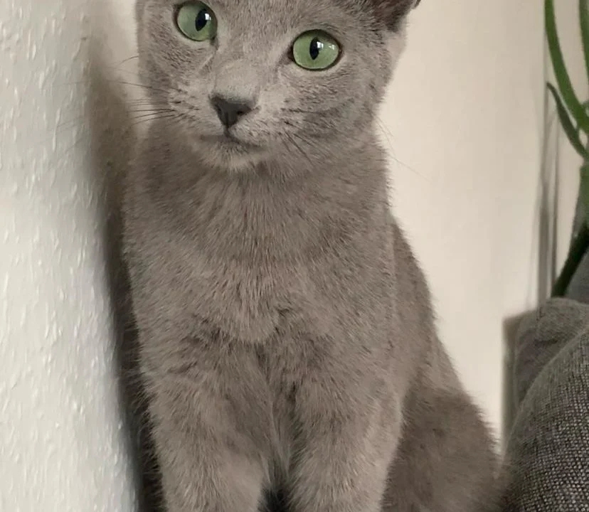 Tierarzt Tierarztpraxis Schlupp Dr.med.vet. Solingen