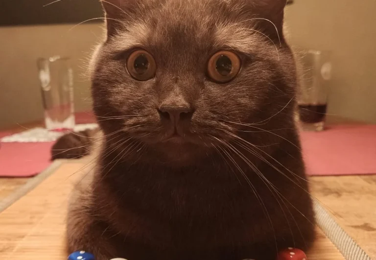 Tierarztpraxis Schwachhausen Dr. Kellermeier