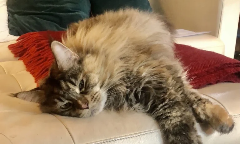 Tierarztpraxis Schwachhausen Dr. Kellermeier