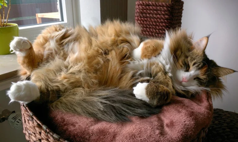 Tierarztpraxis Schwachhausen Dr. Kellermeier