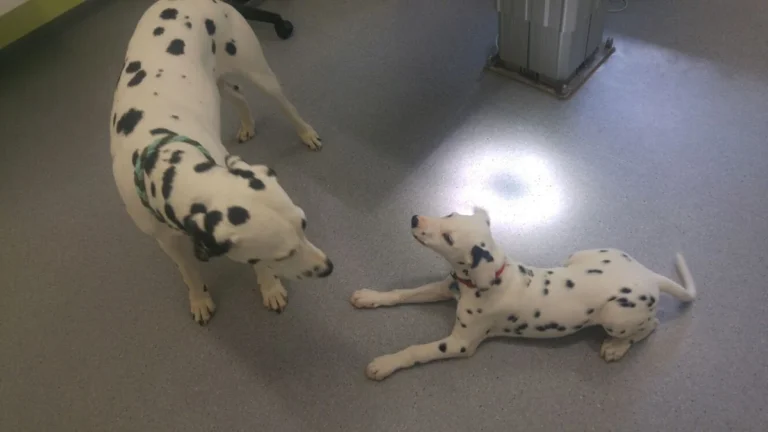 Tierarztpraxis Siegen Eiserfeld