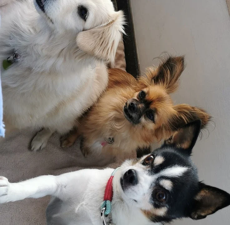 Tierarztpraxis Siegen Eiserfeld