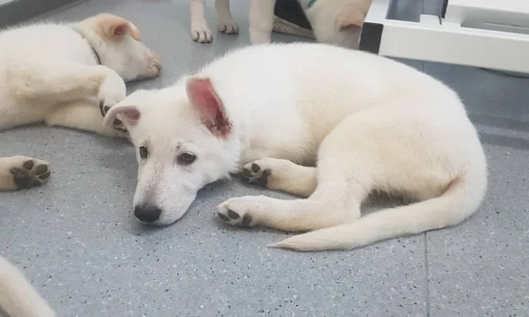 Tierarztpraxis Siegen Eiserfeld