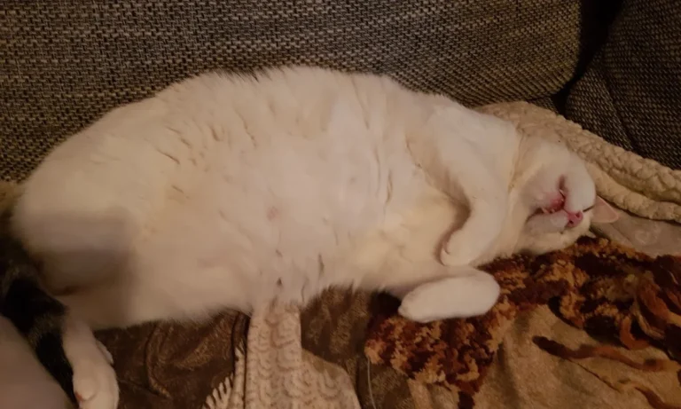 Tierarztpraxis Siegen Eiserfeld