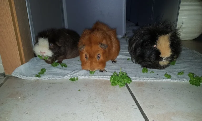 Tierarztpraxis Siegen Eiserfeld