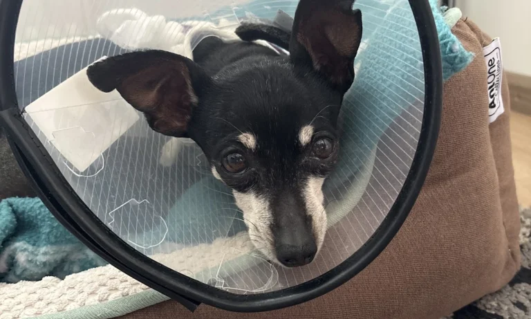 Tierarztpraxis Siegen Eiserfeld