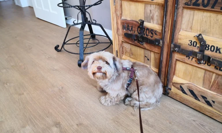 Tierarztpraxis Simon