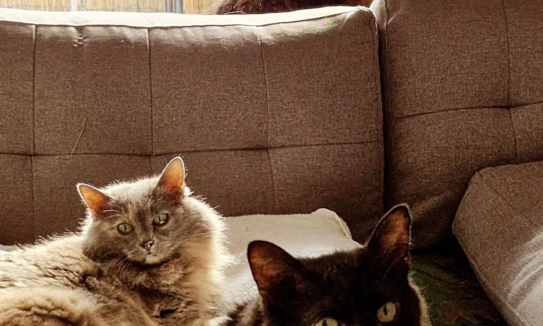 Tierarztpraxis Simon