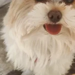 Tierarztpraxis Sonja Hedinger