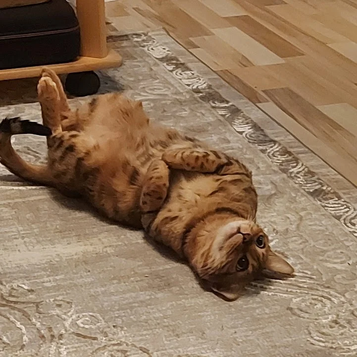 Tierarztpraxis Sonja Hedinger