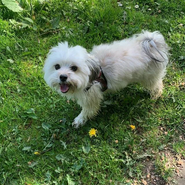 Tierarztpraxis Sonja Hedinger