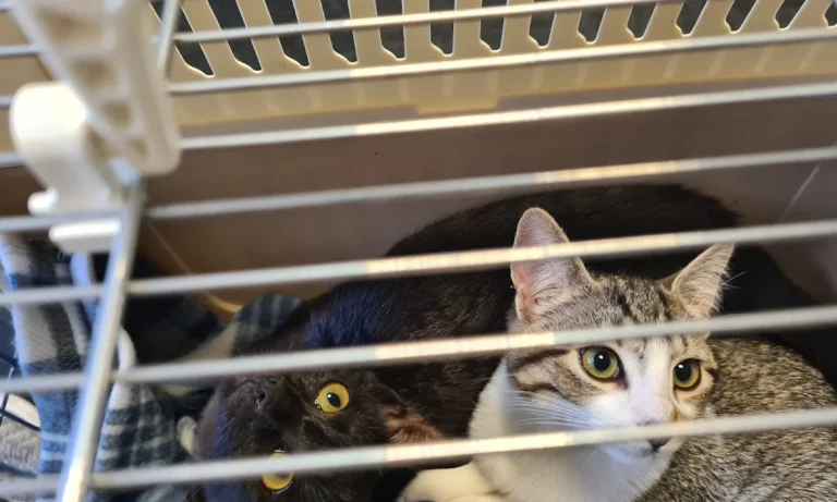 Tierarztpraxis Sonja Hedinger