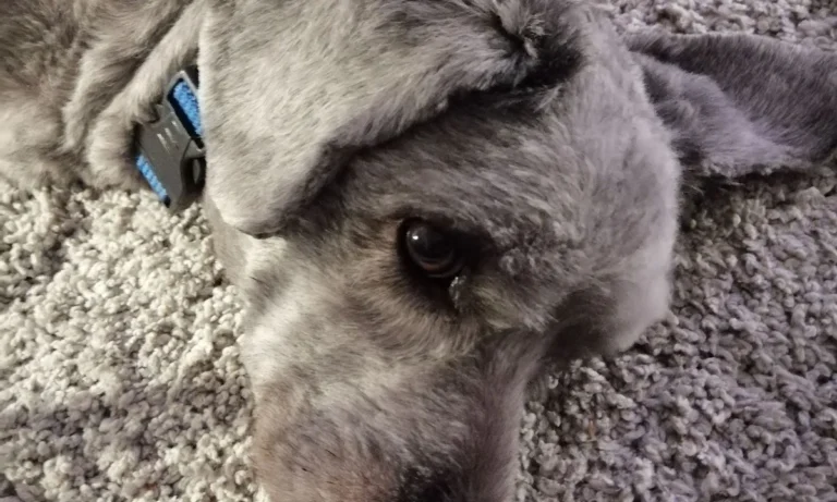 Tierarztpraxis Sonja Hedinger