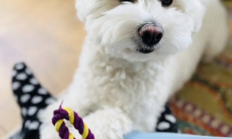 Tierarztpraxis Sonja Hedinger