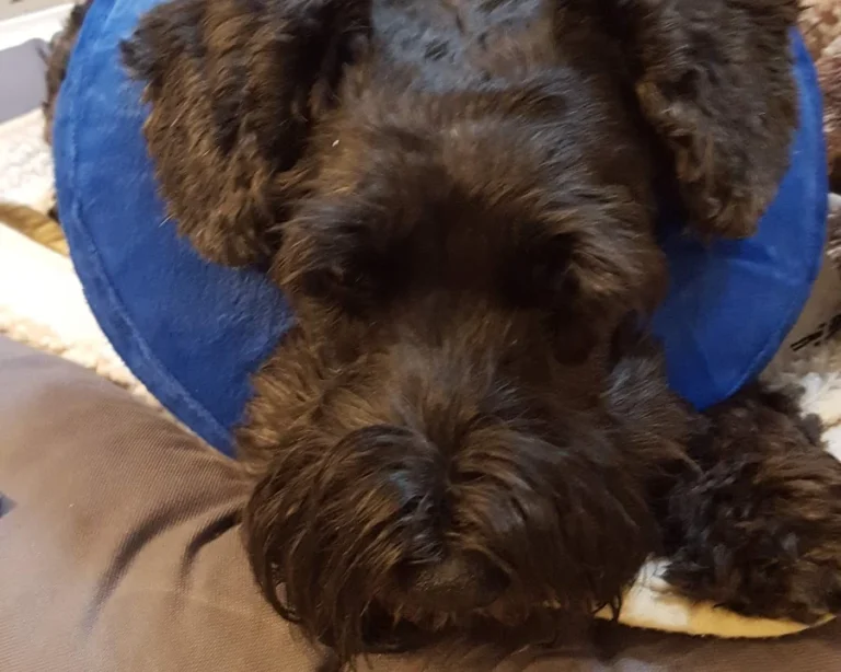 Tierarztpraxis Sonja Hedinger