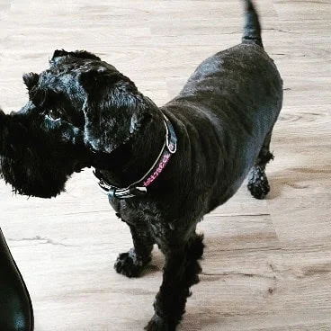 Tierarztpraxis Sonja Hedinger