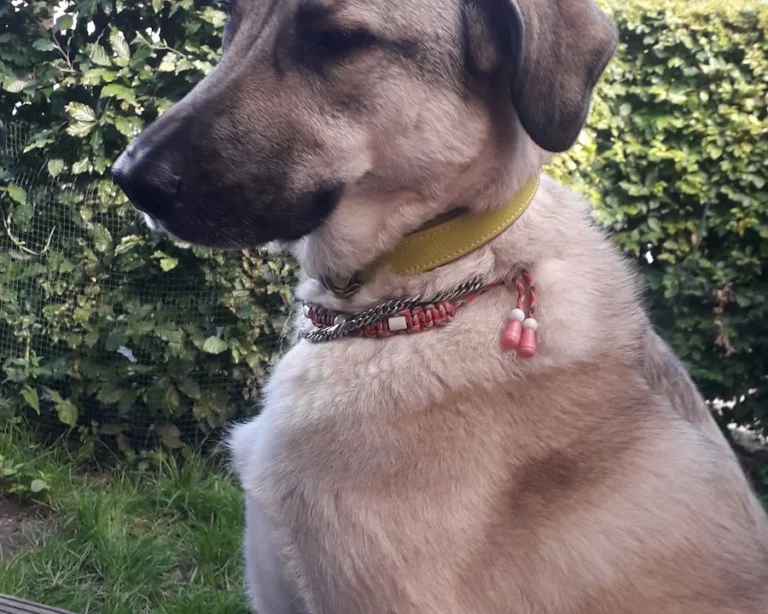 Tierarztpraxis Sonja Hedinger