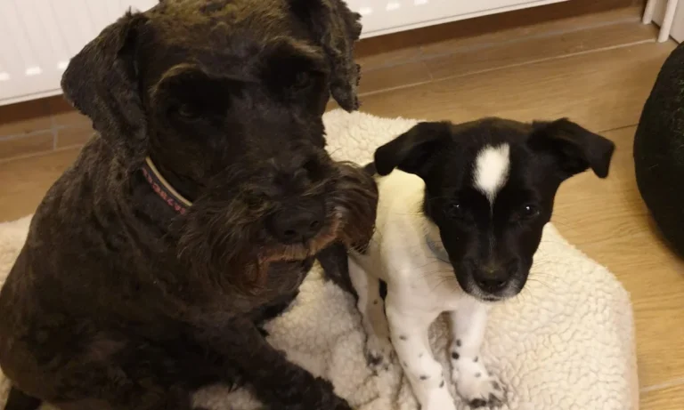 Tierarztpraxis Sonja Hedinger