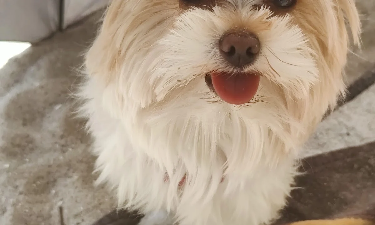 Tierarzt Tierarztpraxis Sonja Hedinger Hamburg