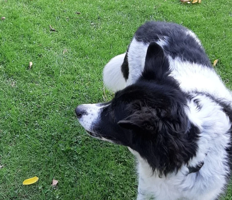 Tierarztpraxis St.Pauli