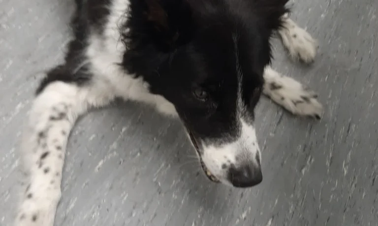 Tierarztpraxis St.Pauli