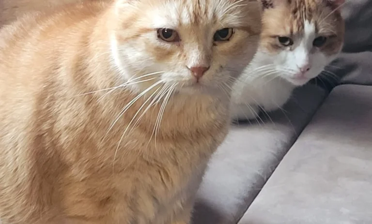 Tierarztpraxis St.Pauli