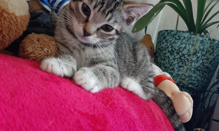 Tierarztpraxis St.Pauli