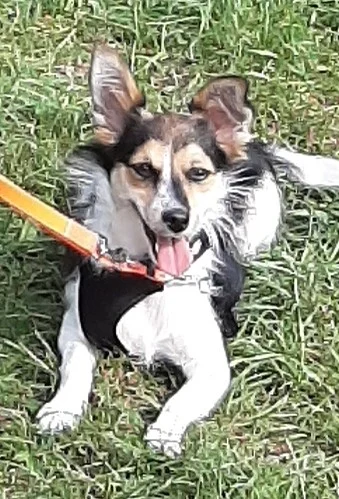 Tierarztpraxis St.Pauli