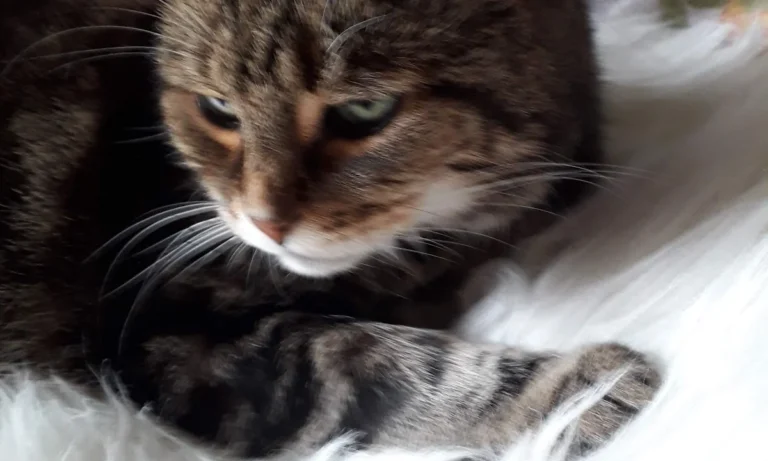 Tierarztpraxis St.Pauli