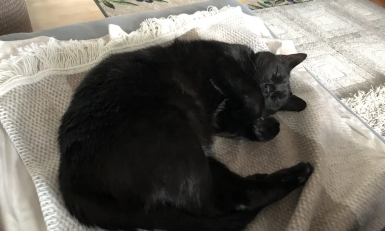 Tierarztpraxis Südvorstadt