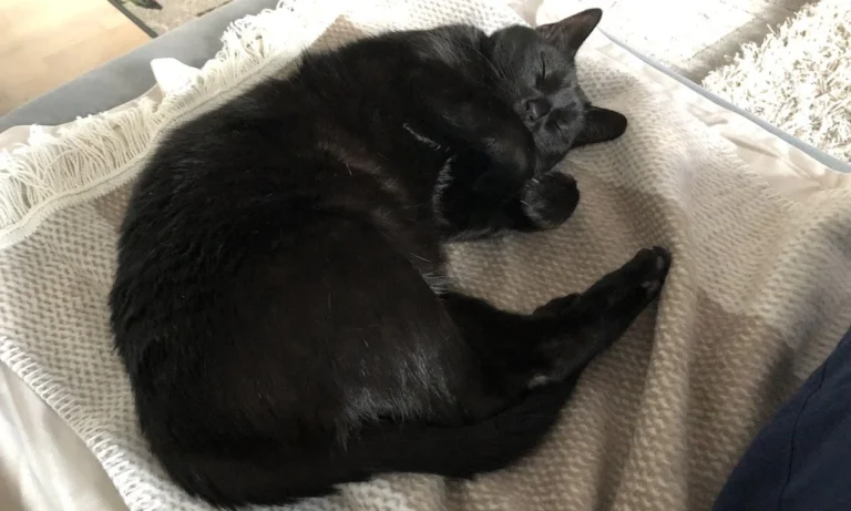 Tierarztpraxis Südvorstadt