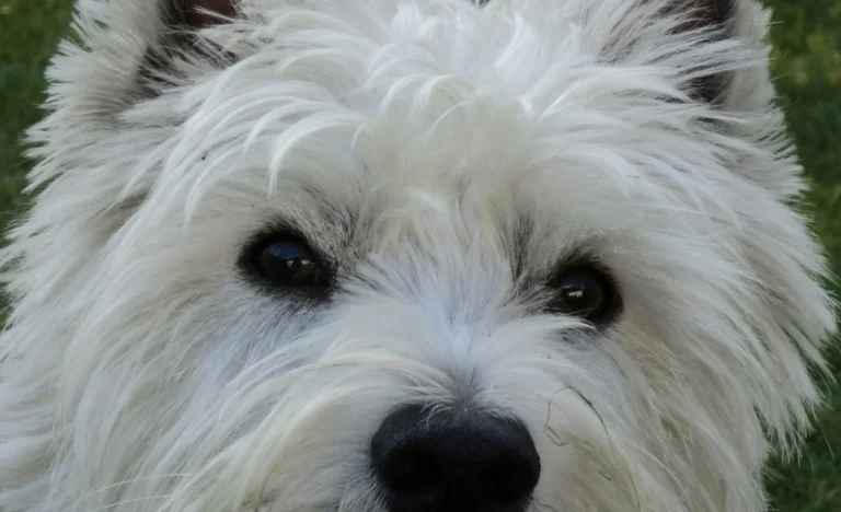 Tierarztpraxis Susanne Gropler