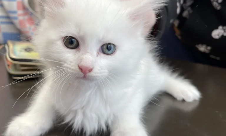 Tierarztpraxis Susanne Gropler