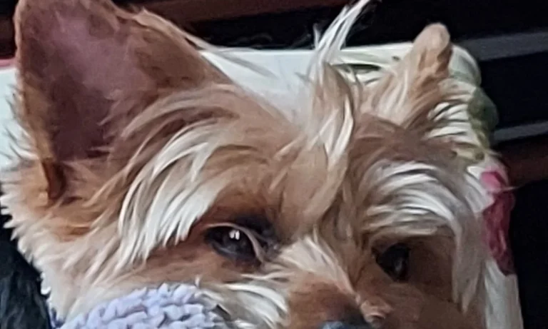 Tierarztpraxis Susanne Gropler