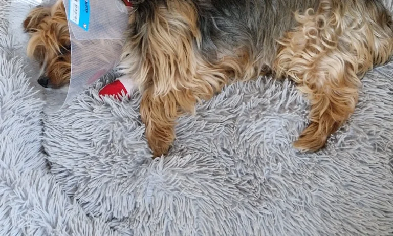 Tierarztpraxis Susanne Gropler