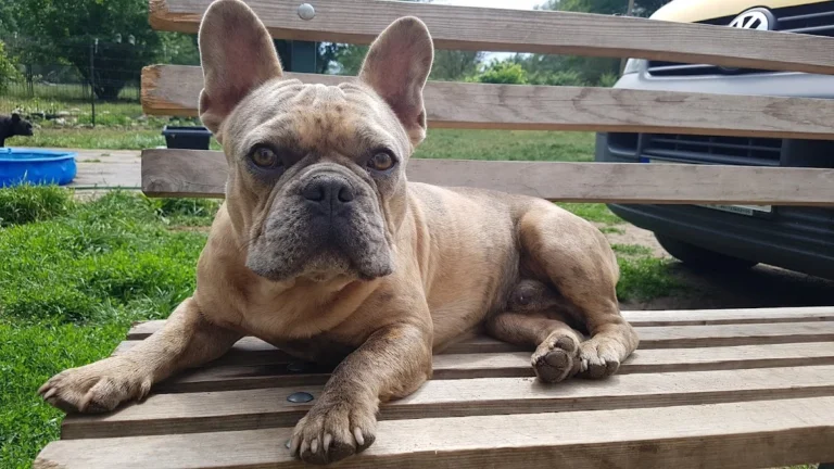 Tierarztpraxis Susanne Gropler