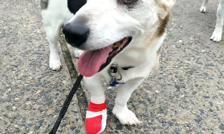 Tierarztpraxis Susanne Gropler