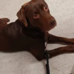 Tierarztpraxis TA Uwe Mengs & Dr. Frank Zachen