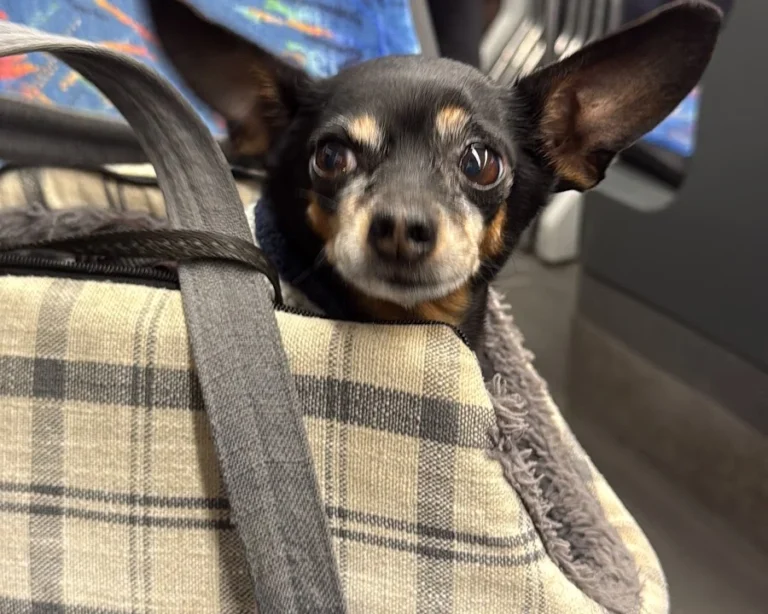 Tierarztpraxis Thiemo Faust