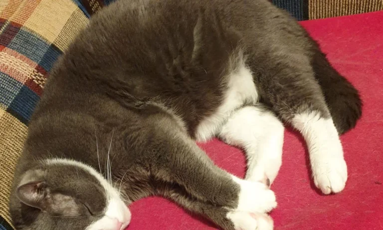 Tierarztpraxis Thiemo Faust