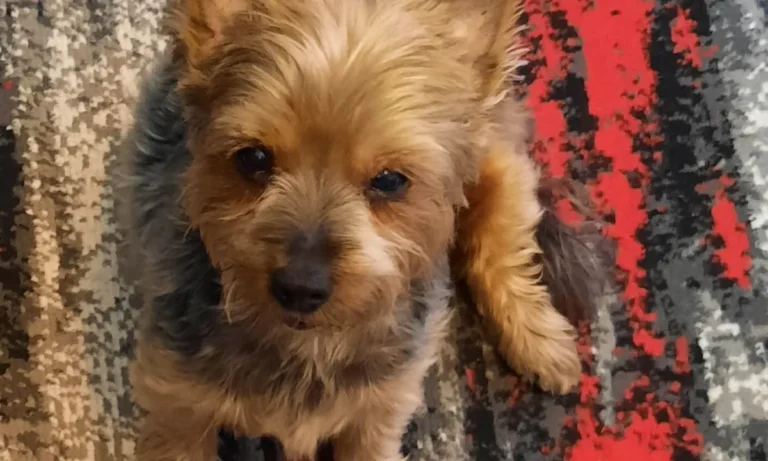 Tierarztpraxis Thiemo Faust