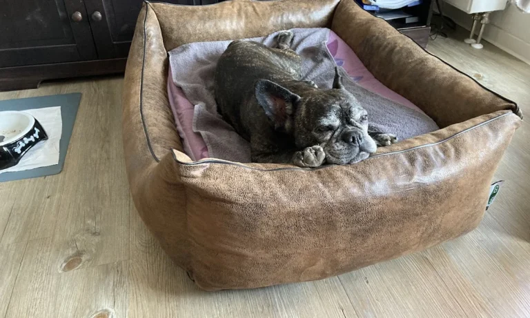 Tierarztpraxis Thiemo Faust